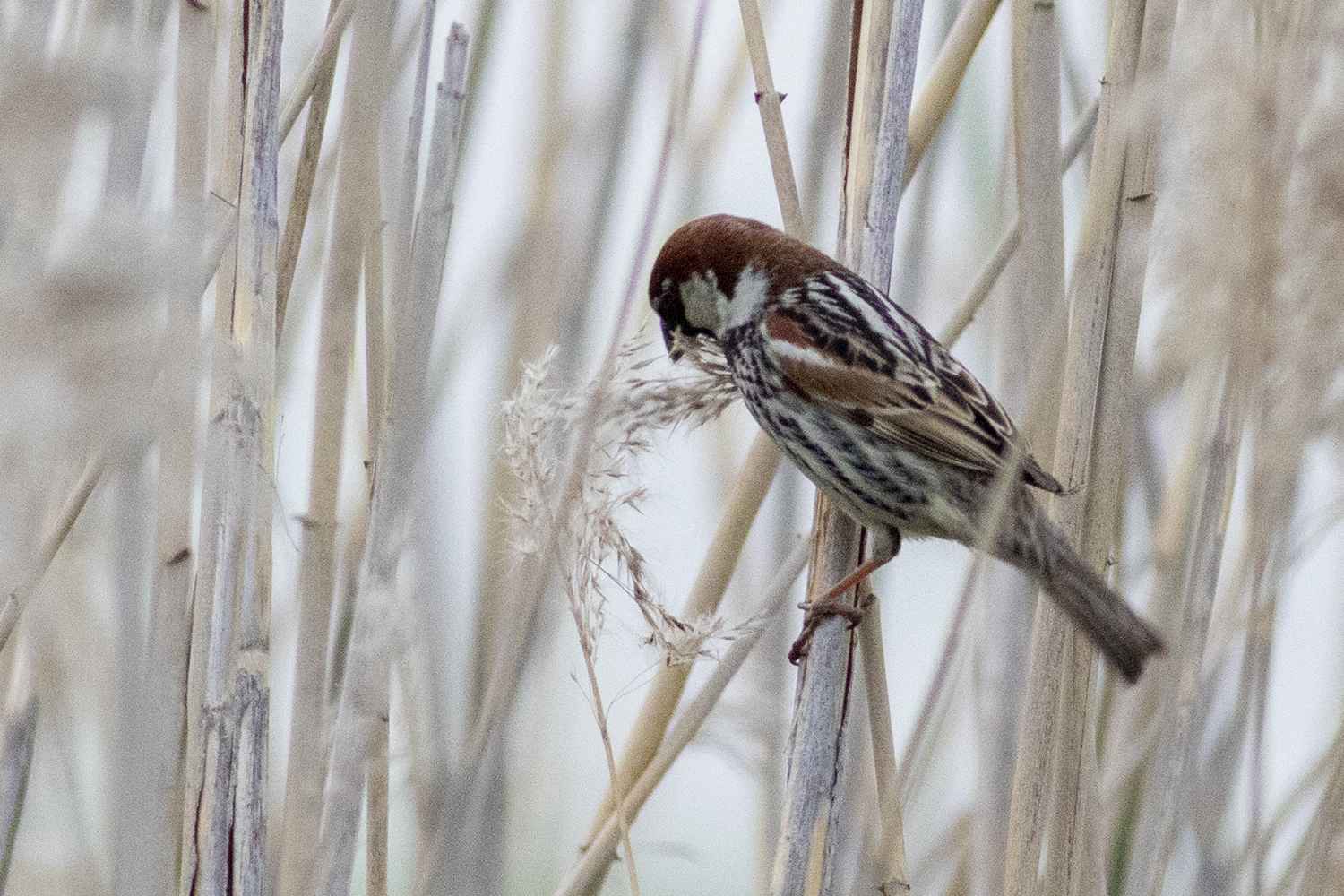 Spanish Sparrow